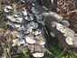 Borostás egyrétűtapló (Trametes hirsuta), Vértes